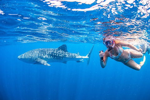 Full-Day Whale Sharks Swimming Experience On Ningaloo Reef - Accommodation NSW 17