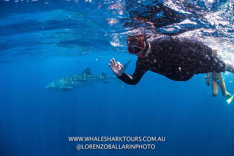 Full-Day Whale Sharks Swimming Experience On Ningaloo Reef - Accommodation NSW 2