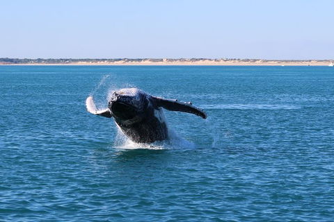 AOC Broome Whale Watching - Accommodation NSW 3