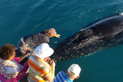 AOC Broome Whale Watching - Accommodation NSW 0