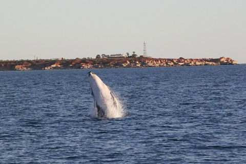 AOC Broome Whale Watching - Accommodation NSW 2
