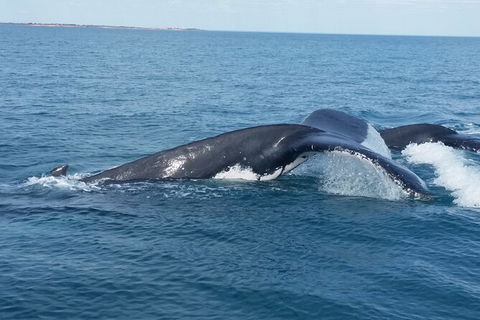 AOC Broome Whale Watching - Accommodation NSW 1
