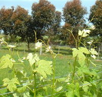 Barwon Ridge Wines - Accommodation NSW