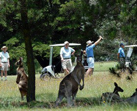 Glen Innes Golf Club - Accommodation NSW 0