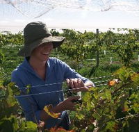 Kingsdale Wines - Accommodation NSW