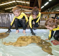 Australian Shark and Ray Centre - Accommodation NSW