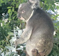 Whiteman Park - Accommodation NSW