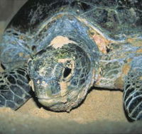 Turtle Nesting Season - Accommodation NSW