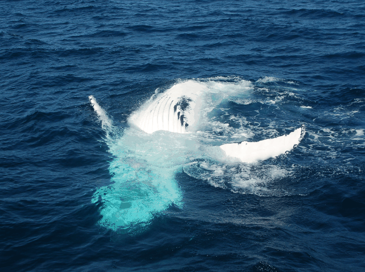 Dolphin Wild Cruises - Accommodation NSW 0