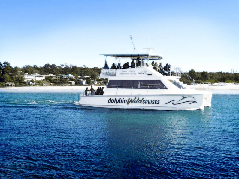 Dolphin Wild Cruises - Accommodation NSW 1