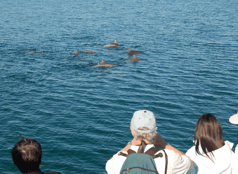 Dolphin Wild Cruises - Accommodation NSW 3