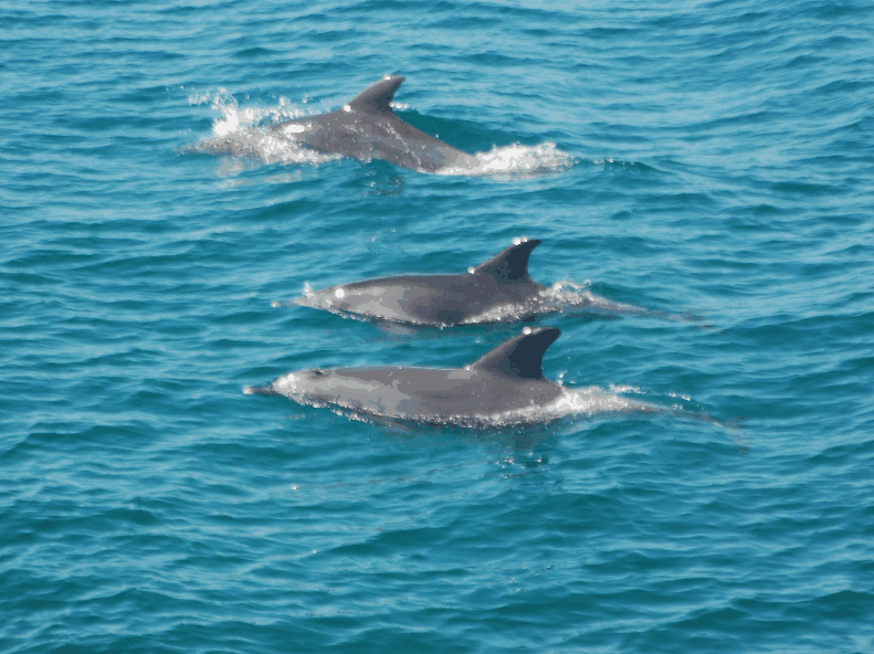 Dolphin Wild Cruises - Accommodation NSW 5