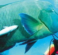 Aristocat Snorkel and Scuba Port Douglas - Accommodation NSW
