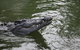 Daintree River Cruise Centre - thumb 1