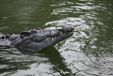 Daintree River Cruise Centre - Accommodation NSW 1