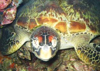 Adrenalin Snorkel And Dive - Accommodation NSW 0