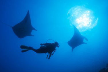 Adrenalin Snorkel And Dive - Accommodation NSW 1