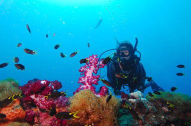Adrenalin Snorkel And Dive - Accommodation NSW 3
