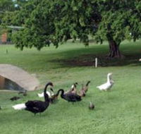 Anzac Park and Ululah Lagoon - Accommodation NSW