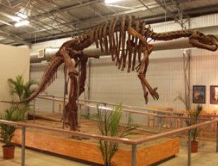 Australia's Dinosaur Trail - Accommodation NSW 0
