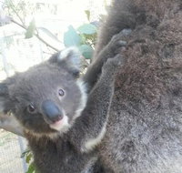 West Oz Wildlife Petting Zoos - Accommodation NSW