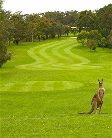 Pambula Merimbula Golf Club - Accommodation NSW 2