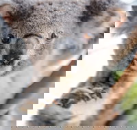 Meet the Stars of the Livestreams - Accommodation NSW