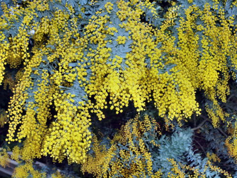 Australian Wattle Day @ The Old Bus Depot Markets - Accommodation NSW 0