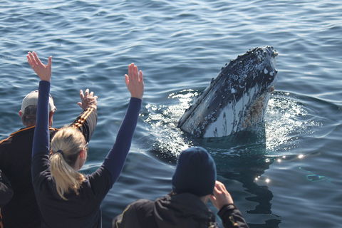 Eden Whale Festival - Accommodation NSW 0