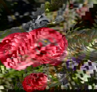 Garden Expo Benalla - Accommodation NSW