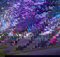 Grafton Jacaranda Festival - Accommodation NSW