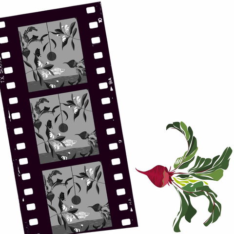 Oseanica Film Project - Accommodation NSW 0