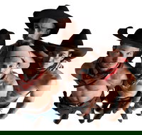 RAILED by Head First Acrobats - Accommodation NSW