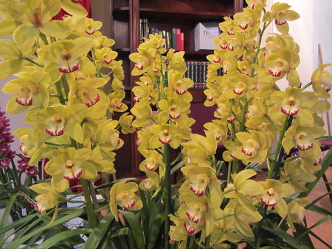 Sapphire Coast Orchid Club Winter Orchid Show - Accommodation NSW 0