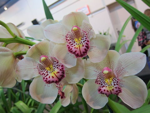 Sapphire Coast Orchid Club Winter Orchid Show - Accommodation NSW 1