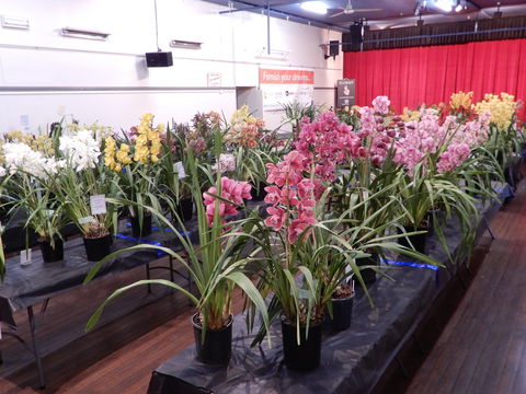 Sapphire Coast Orchid Club Winter Orchid Show - Accommodation NSW 2