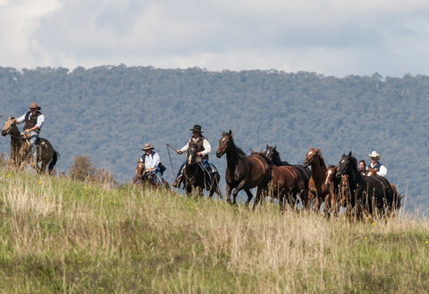 The Man From Snowy River Bush Festival - Accommodation NSW 1