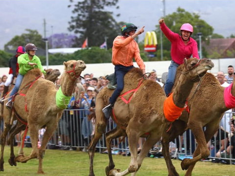 Camel Races At Penrith Paceway - Accommodation NSW 0