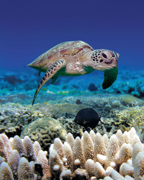 Great Adventures Green Island Ocean Swim - Accommodation NSW 2