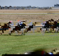 Jerilderie Gold Cup Races - Accommodation NSW