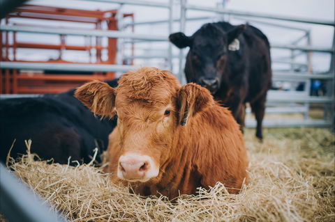 Mudgee Small Farm Field Days - Accommodation NSW 2