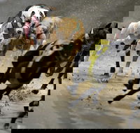 Twilight Greyhound Racing - Accommodation NSW