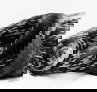 Wildlife Photographer of the Year - Accommodation NSW