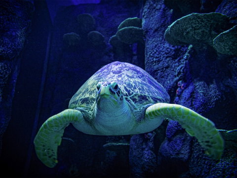 Sydney's Aquarium - Accommodation NSW 0