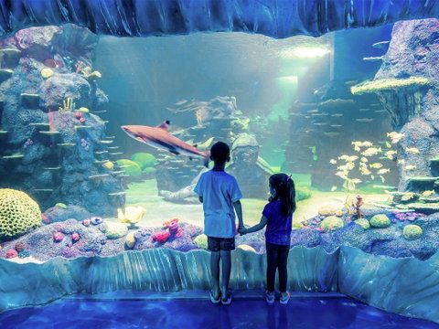 Sydney's Aquarium - Accommodation NSW 1