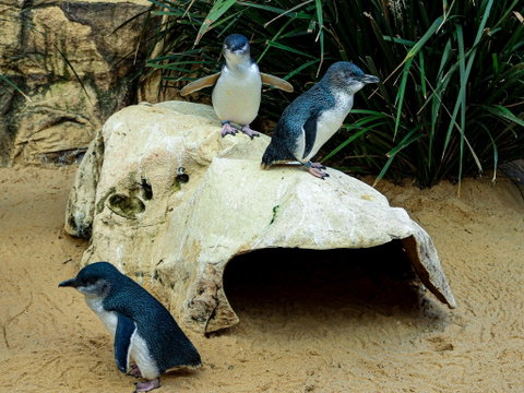 Sydney's Aquarium - Accommodation NSW 2