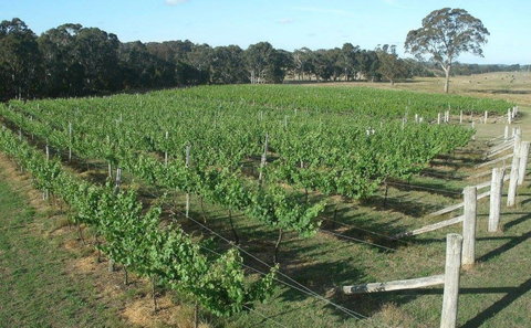 Yarralaw Springs Wines  - Cellar Door Wine Tasting - Accommodation NSW 1