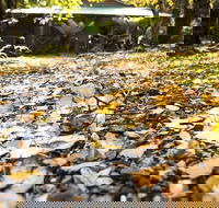 Cradle Forest Inn - Accommodation NSW