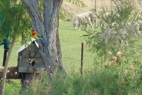 Birdhouse Cottage B & B - Accommodation NSW 5