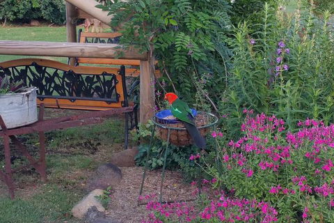 Birdhouse Cottage B & B - Accommodation NSW 3